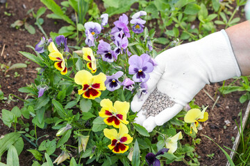 Farmer hands in gloves giving chemical fertilizer to flowers. fertilize organic garden