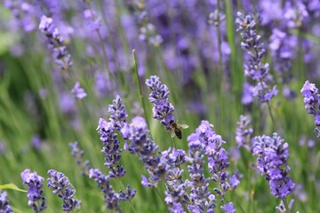 Honeybee on a flowering lavender