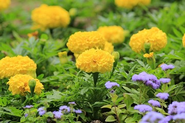 Yellow Tagetes flowers on a flowerbed on a blurry background