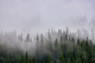 Papier Peint photo Lavable Forêt dans le brouillard Landscape with fog in mountains