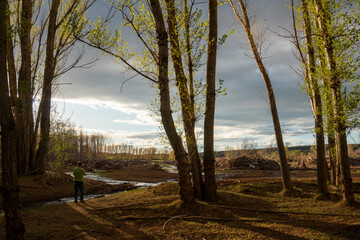 Landscape at sunset on a stormy spring afternoon, recently felled poplar forest.