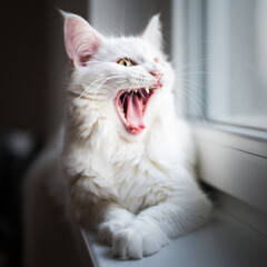 Cute white maine coon cat yawning and looking angry