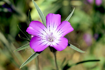 Fioletowy kwiatek miododajny z delikatnym białym środkiem  
