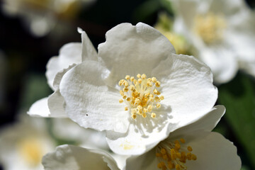 Jaśminowiec wonny Babuni z dużymi pięknymi kwiatami z białymi pręcikami. 