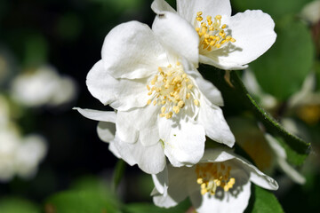 Jaśminowiec wonny Babuni z dużymi pięknymi kwiatami z białymi pręcikami.  - obrazy, fototapety, plakaty