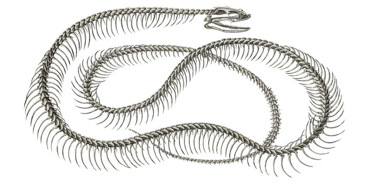 Animal Bones Nightfall Viper: Snake Skeleton Illustration Anatomy Scientific Illustration Serpent