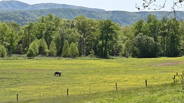 Two Horses in Buttercups