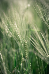 Fototapeta premium spikelets of green brewing barley in a field.