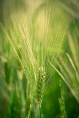 spikelets of green brewing barley in a field.