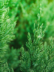 Close up macro green needles leaves, blurred green background, vertical orientation, nature, plant photography