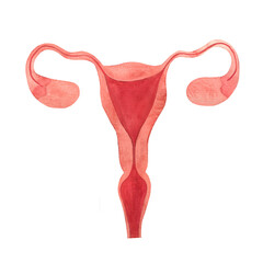 uterus, female reproductive organ, ovaries, fallopian tubes, endometrium, cervical canal, cervix, watercolor hand drawn illustration isolated