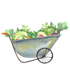 garden wheelbarrow with vegetables, cart with harvest, cabbage, carrot, beetroot, greens, isolated hand drawn watercolor illustration, picture to illustrate rustic worries,