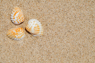 Three seashells on beach sand, close-up, top view, background
