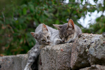 Gata compartiendo junto a su cría sobre muralla perimetral
