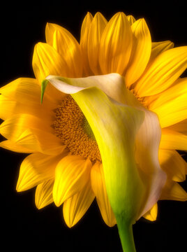 Calla Lily And Sunflower