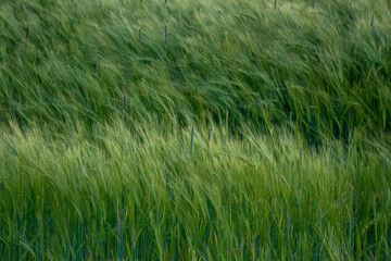 Getreidefelder im Abendlicht