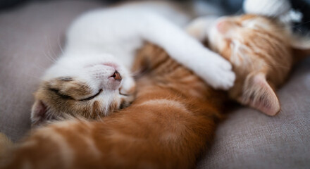 Portrait of two little adorable kittens (red and tricolor) sleeping together © Olena Shvets