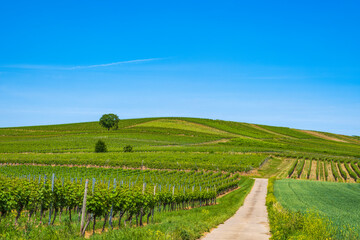 Fototapeta na wymiar Hike through the vineyards in Rheinhessen near Vendersheim/Germany