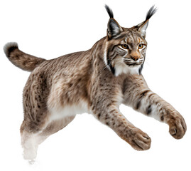 Lynx  isolated on the transparent background PNG. AI generative.