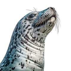 leopard seal isolated on the transparent background PNG. AI generative.