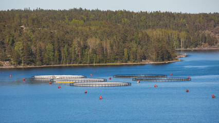 View of circle sea fish farm cages and round fishing nets, farming salmon, trout and cod, feeding the fish a forage, with scandinavian lake landscape and forest island in the background in a summer