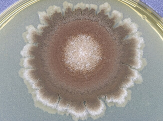 A fungal colony isolated in the scientific research laboratory