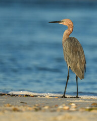 Reddish Egret on the beach