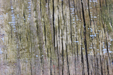 Obraz premium Wood Texture, Brown wooden background