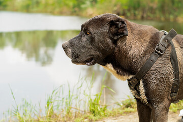 Animals. Portrait of a large dog breed Alabai. A dog on the river bank is waiting for its owner....