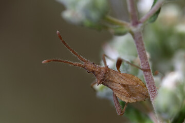 Coriomeris denticulatus