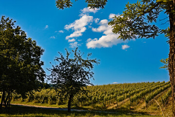 Clouds above vineyard in Gleiszellen, Germany