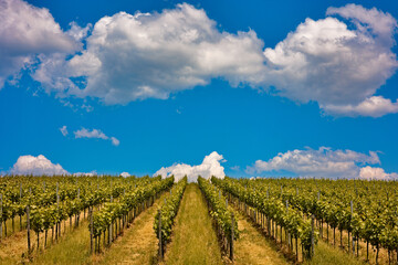 Fototapeta na wymiar Clouds above vineyard in Gleiszellen, Germany