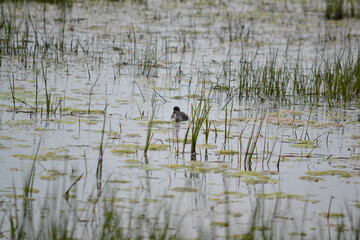 Duckling swimming between reeds
