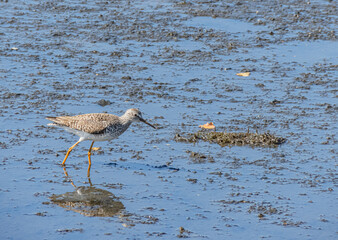 Lesser yellowlegs in Chilean Coastal Wetland on Summer afternoon light