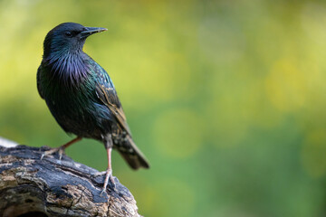 Starling (Sturnus vulgaris) posing on wooden log with a green and yellow, natural foliage background. Yorkshire UK in June