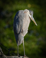 Great Blue Heron in tree