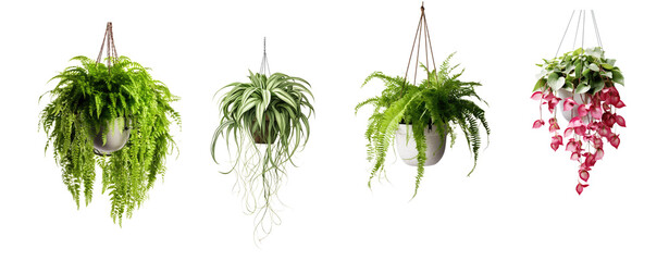 collection of hanging house plants in various pots isolated on a transparent background