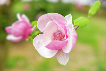 Pink magnolia tree flowers in spring sunny day