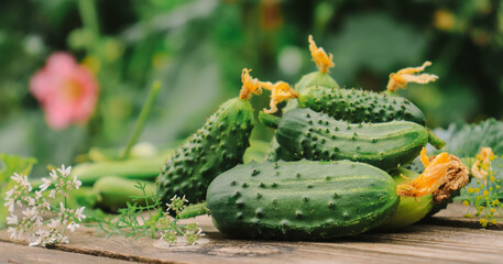 fresh appetizing green cucumbers closeup from organic vegetable garden selective focus