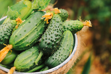 fresh appetizing green cucumbers closeup from organic vegetable garden selective focus