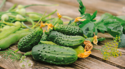 fresh appetizing green cucumbers closeup from organic vegetable garden selective focus