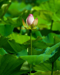 Lone Lotus Bloom