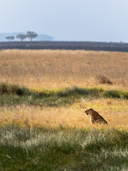 Portrait of a lone lioness sitting on the savannah grass. Beautiful savannah background.