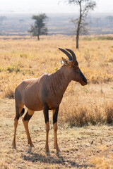 Naklejka na ściany i meble Hartebeest - Alcelaphus buselaphus, large antelope from African savannah, Serengeti, Tanzania