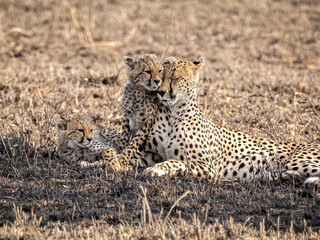 Fototapeta na wymiar The female cheetah with cubs. The family of cheetah (Acinonyx jubatus). young cheetah cuddles his mom