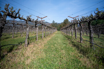 Fototapeta na wymiar Vineyard fields off season in Napa Valley, California.