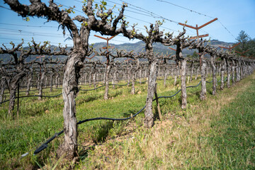 Vineyard fields off season in Napa Valley, California.