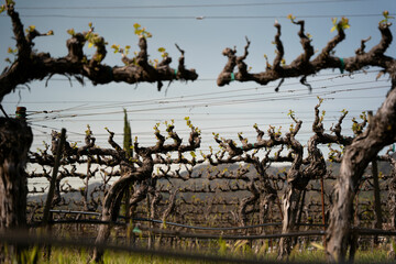 Vineyard fields off season in Napa Valley, California.