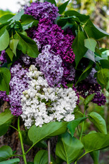 Syringa vulgaris, the lilac or common lilac.