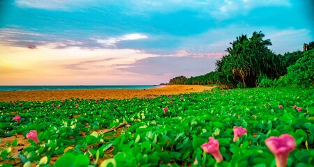 landscape with tulips (Flowers on Beach Sri Lanka)